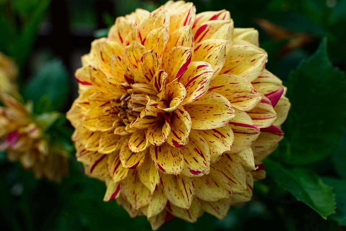 blossom pink and yellow petaled flower dahlia