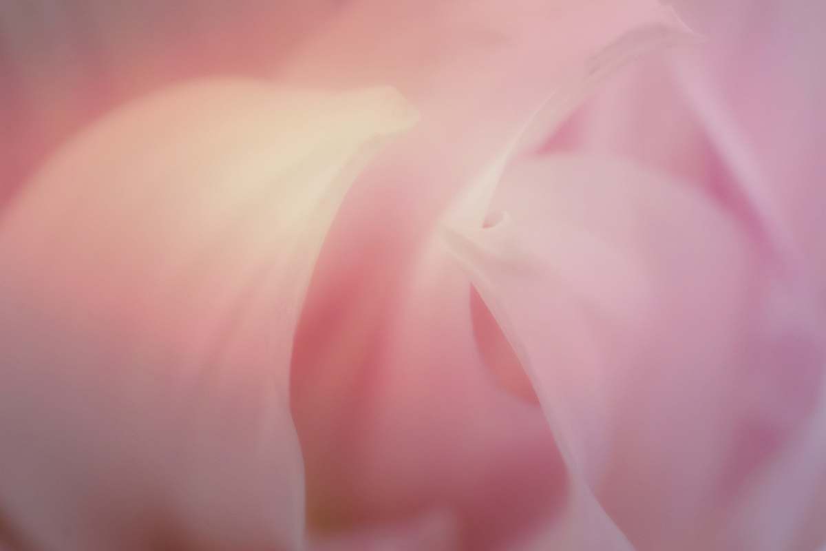 blossom pink flower plant