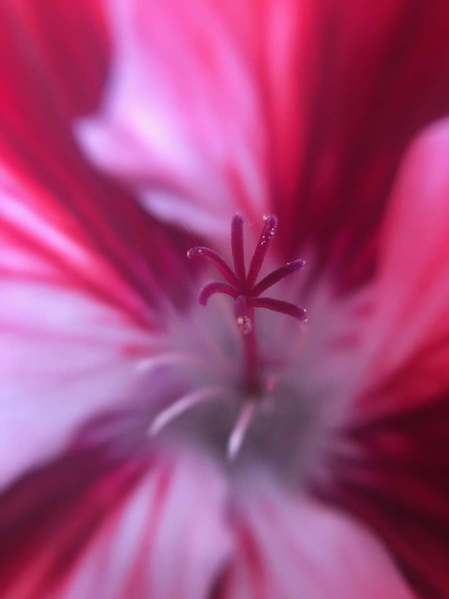 blossom pink flower close-up photo geranium