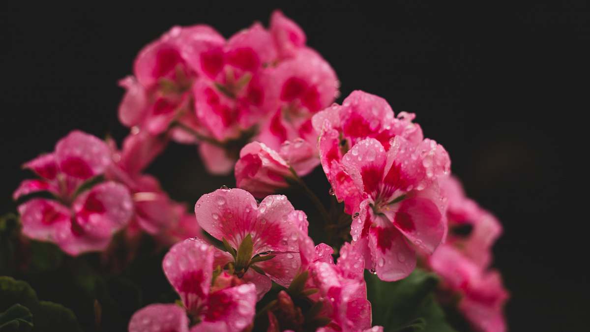 plant pink flower geranium
