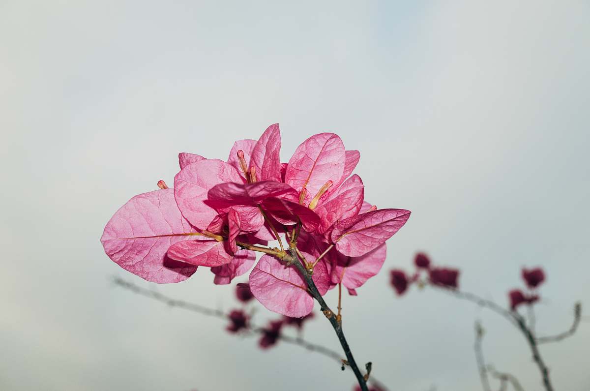 blossom pink flowers macro photography geranium