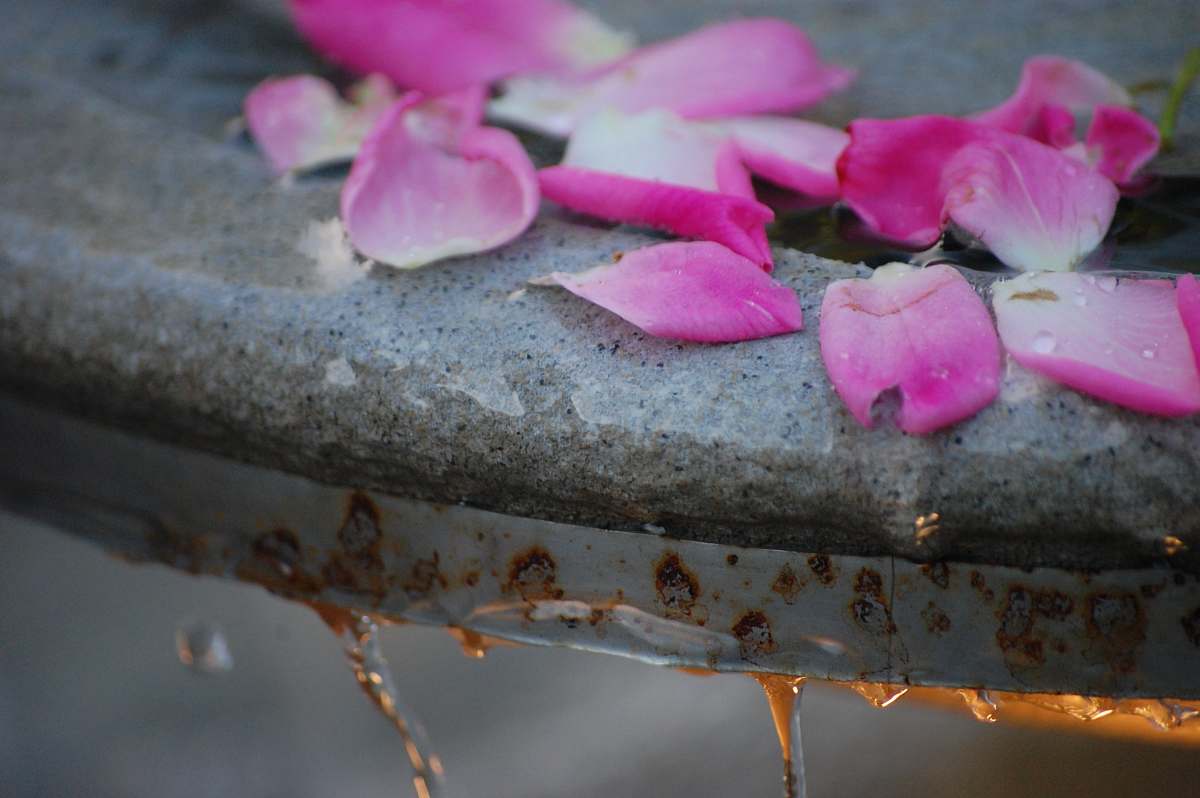 petal pink petaled flower plant