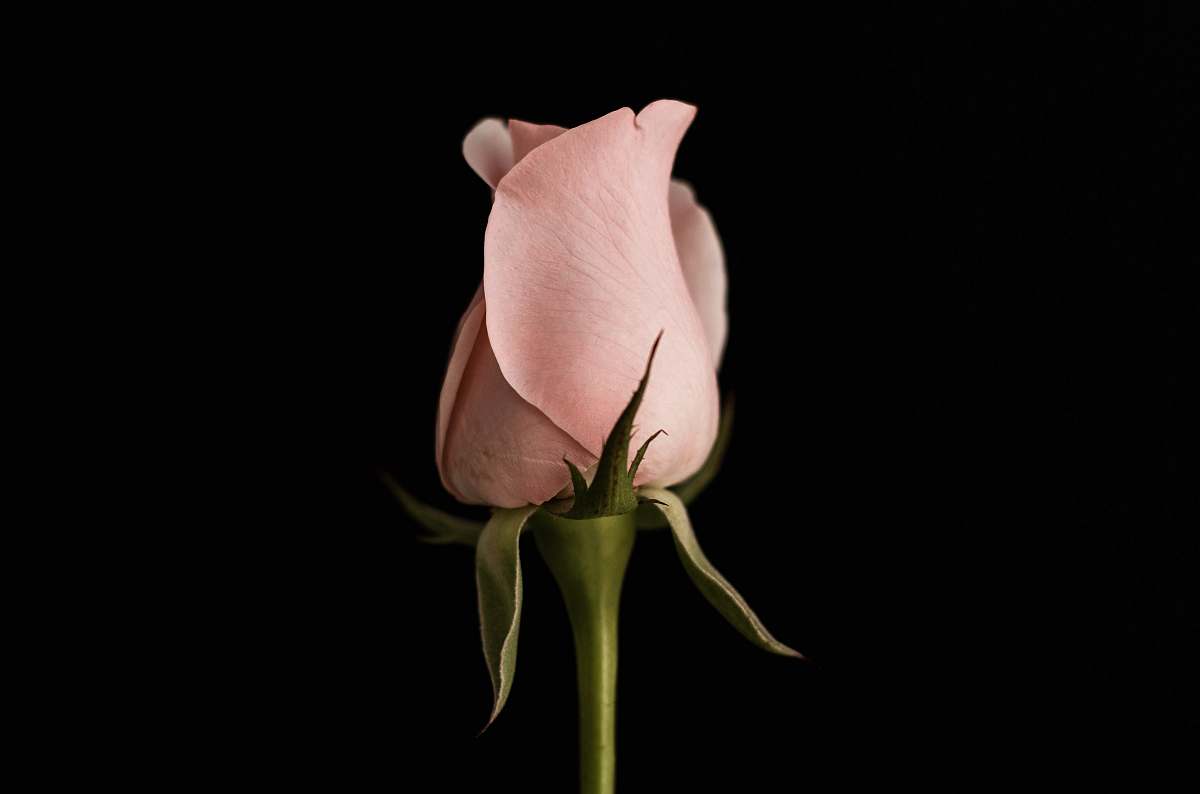 rose pink rose bud closeup photo bud