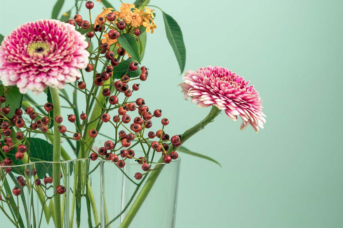 flora pink, yellow and brown petaled flowers plant
