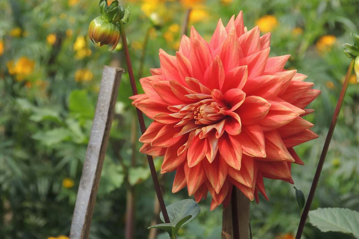 blossom red multi-petaled flower plant