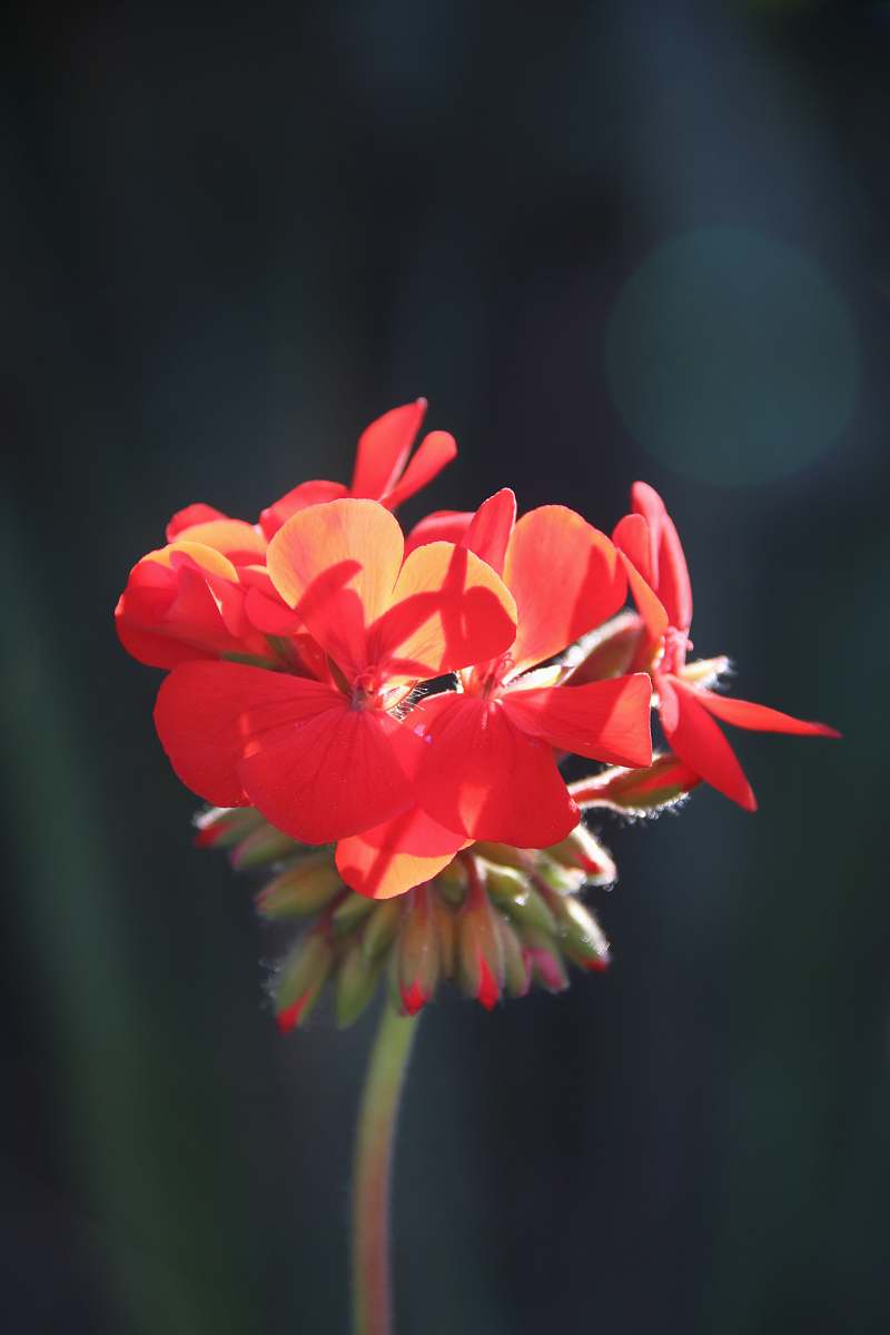 blossom red petaled flower geranium