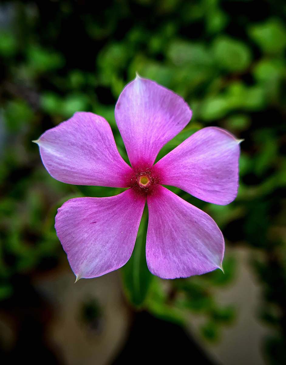 blossom selective focus photography of 5-petaled flower plant