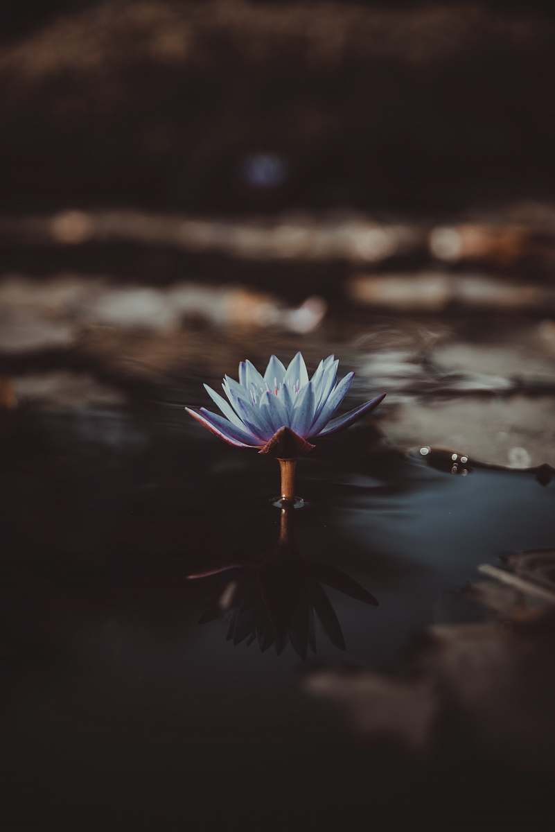 plant shallow focus photography of green lotus on body of water lily