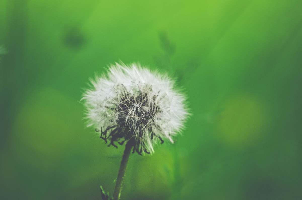 plant white dandelion closeup photography dandelion