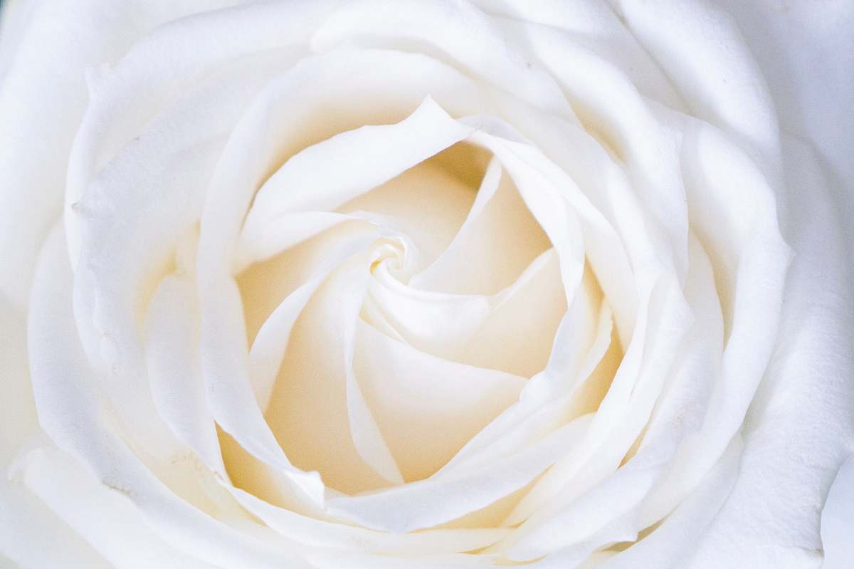 rose white rose close up photography white