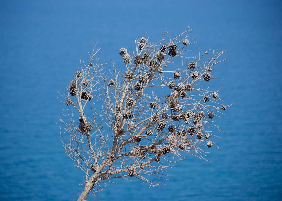 plant dried plant tree