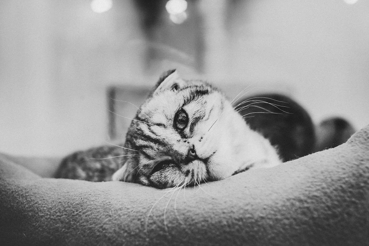 black-and-white grayscale photo of cat lying on pillow cry
