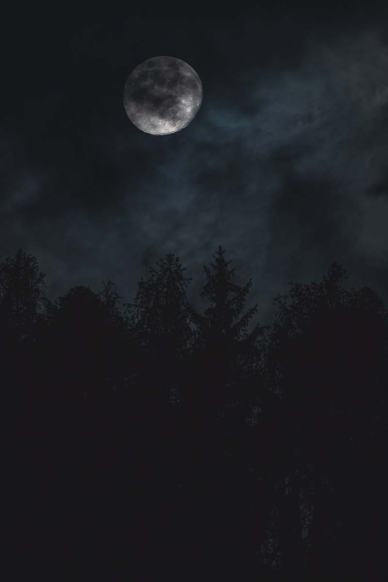 outdoors silhouette of trees under moon night