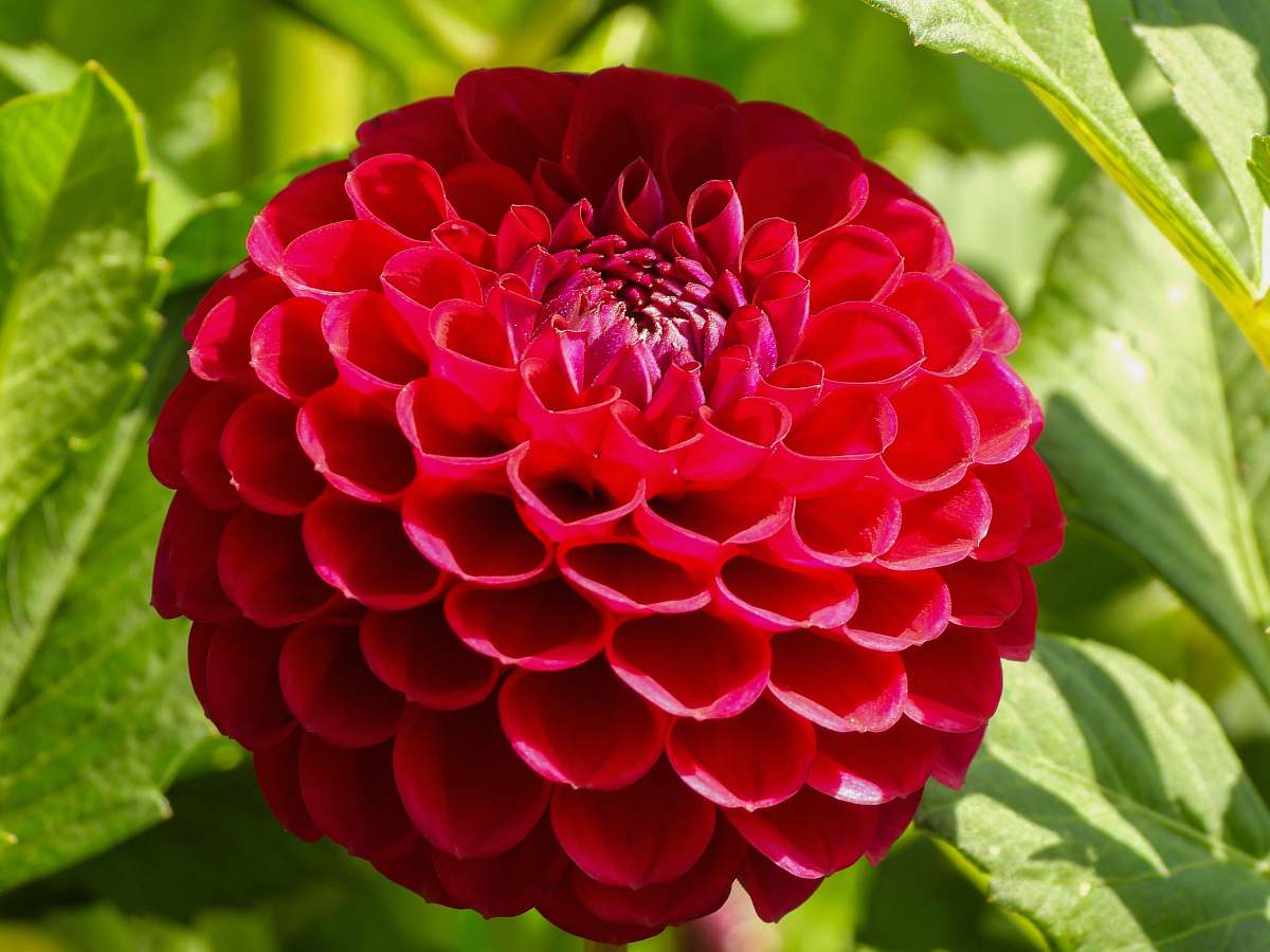 blossom  flower