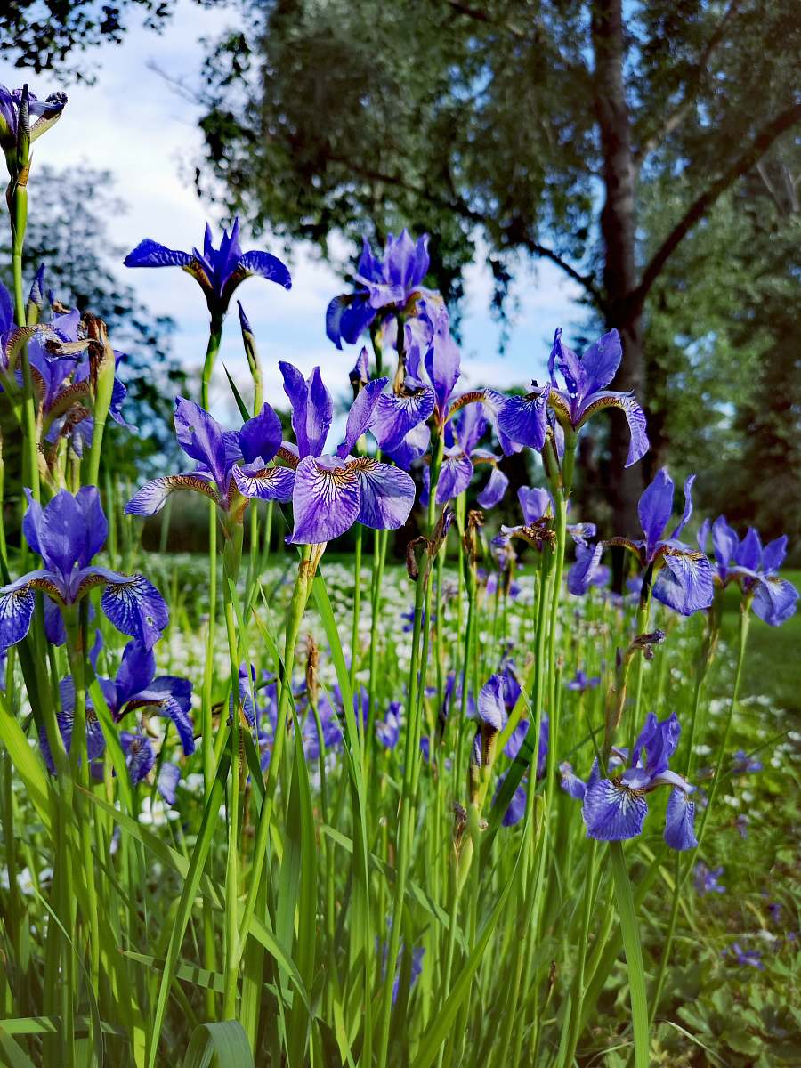 flower blue flowers during day iris