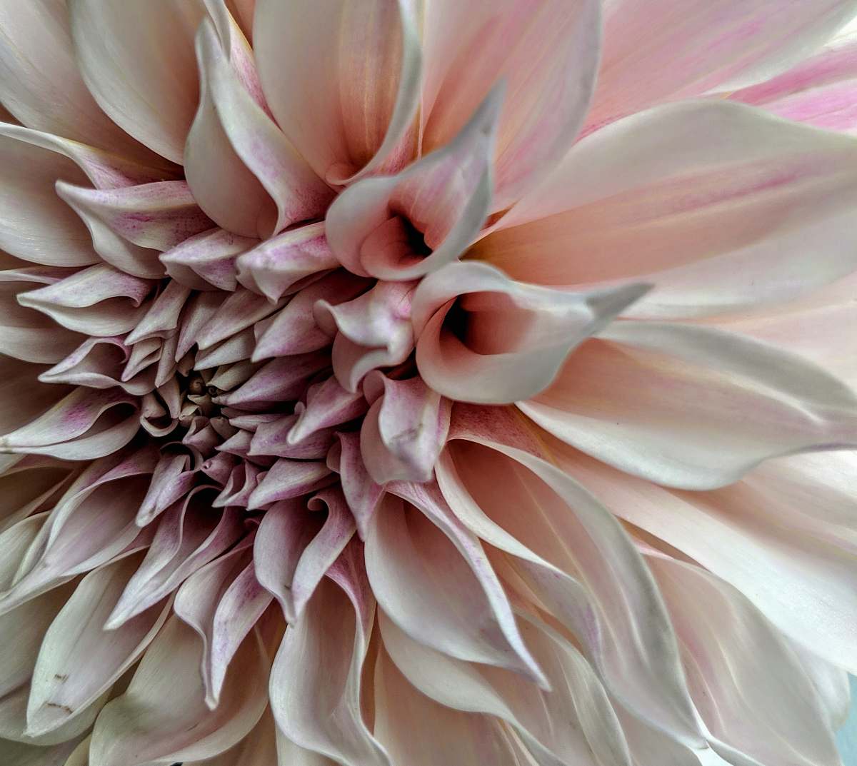 flower pink petaled flower dahlia