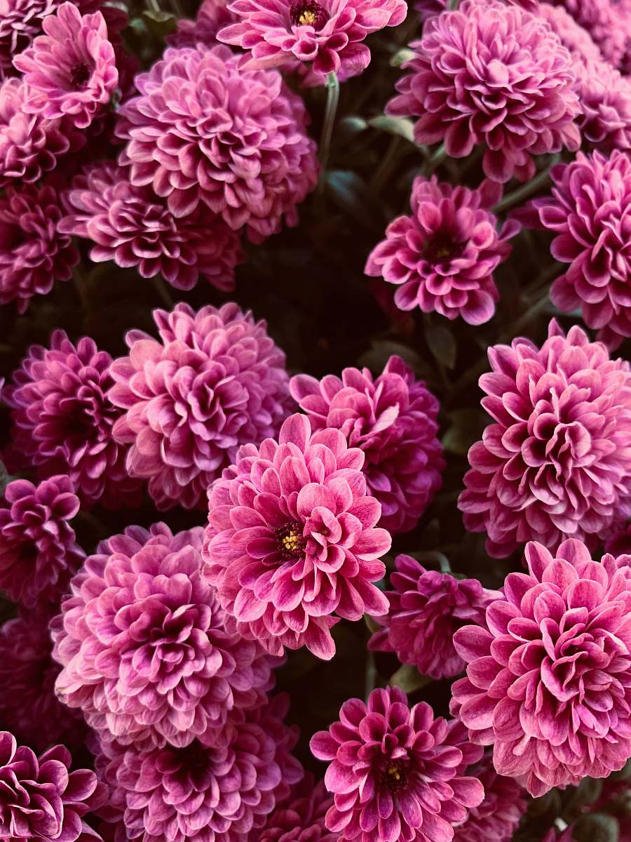 flower purple petaled flowers dahlia