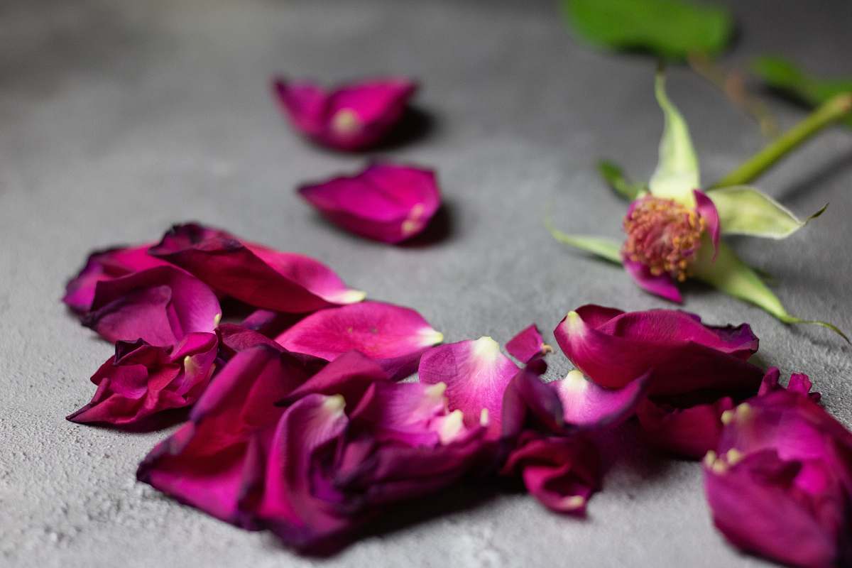 blossom purple rose petals flower