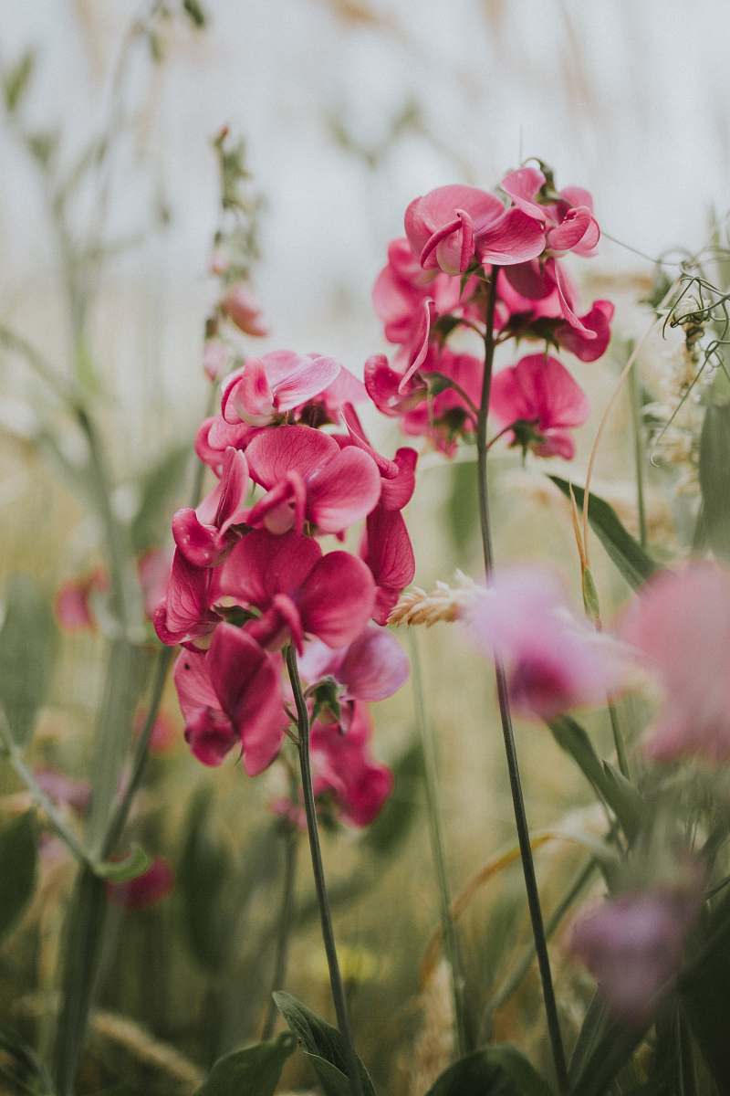 geranium selective focus photography of pink moth orchids flower