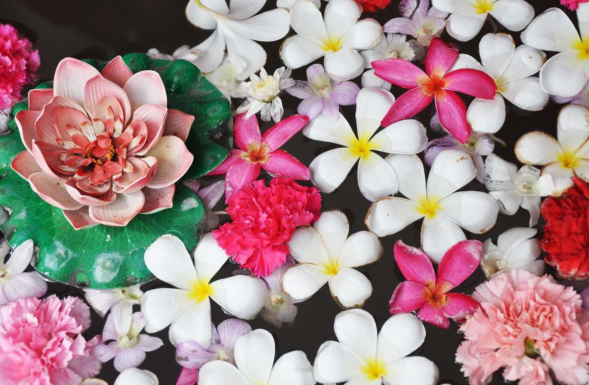 blossom white and pink petaled flowers flower