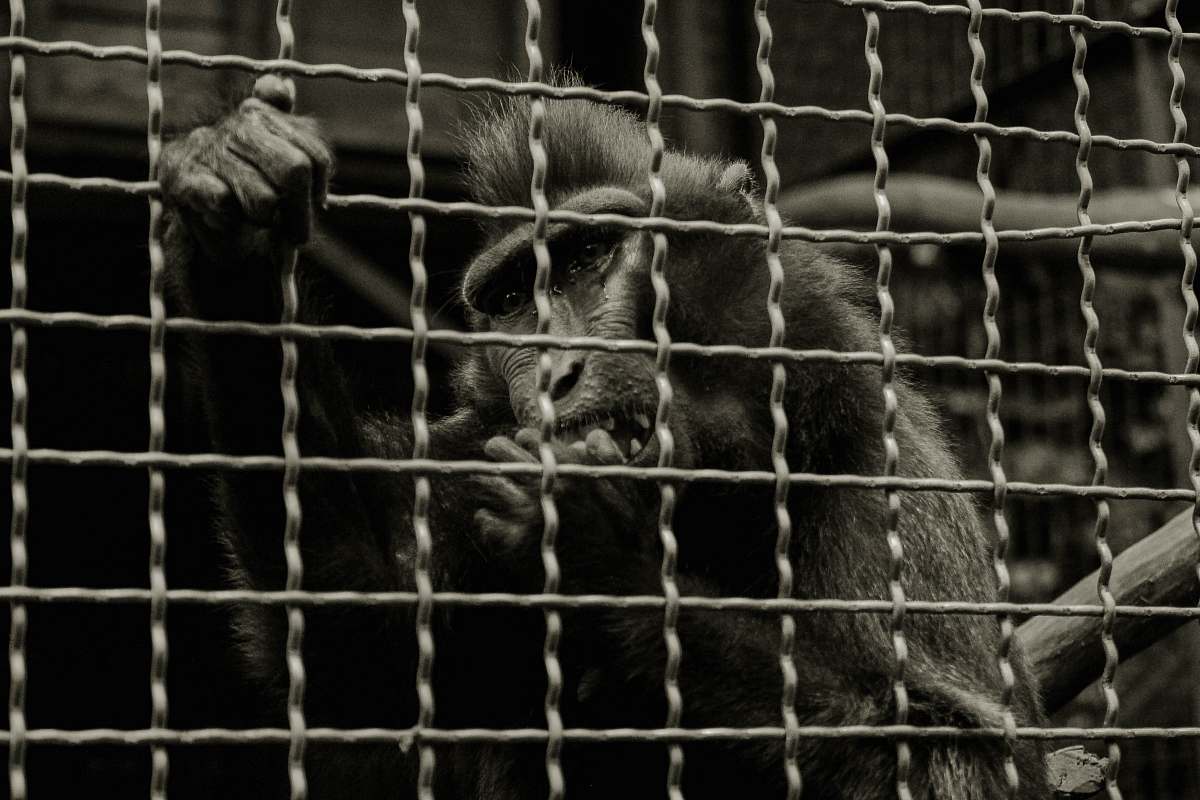 animal primate holding on cage cattle