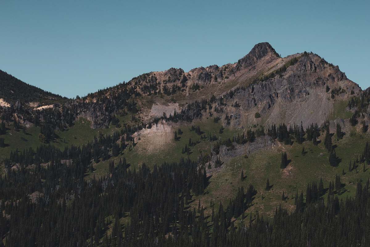 plant green trees on mountain under blue sky during daytime tree