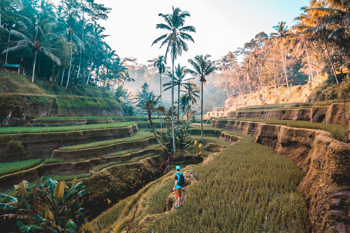 person standing on edge of mountain facing palm tree