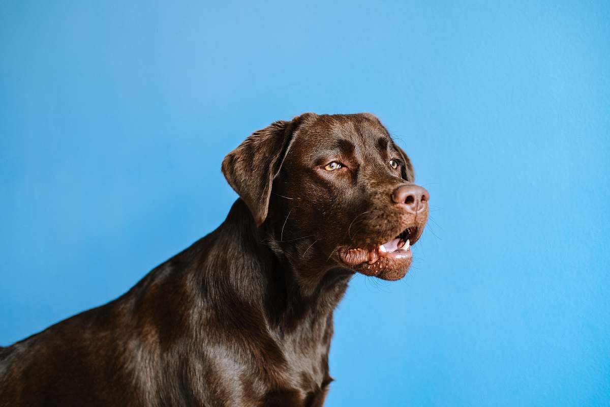 dog adult chocolate Labrador retriever canine