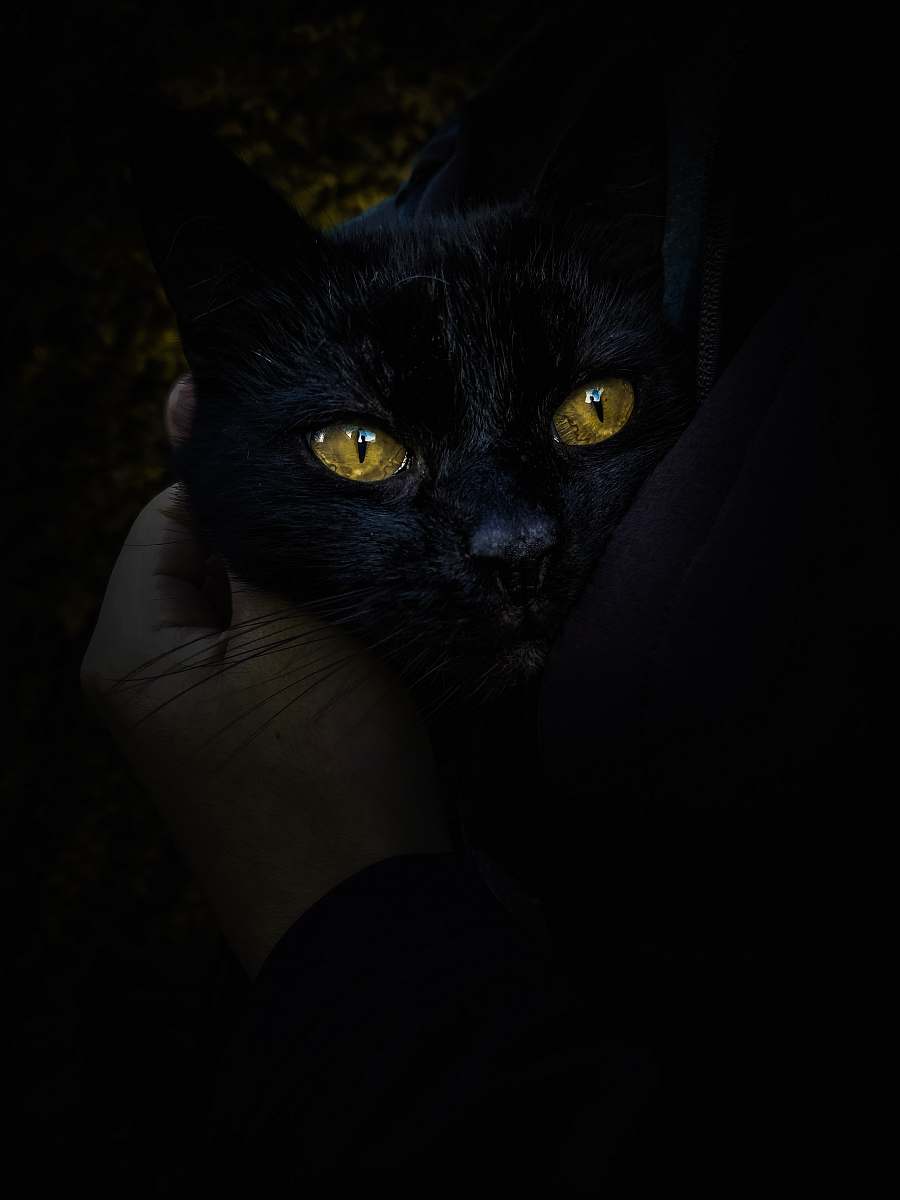 pet black cat black cat