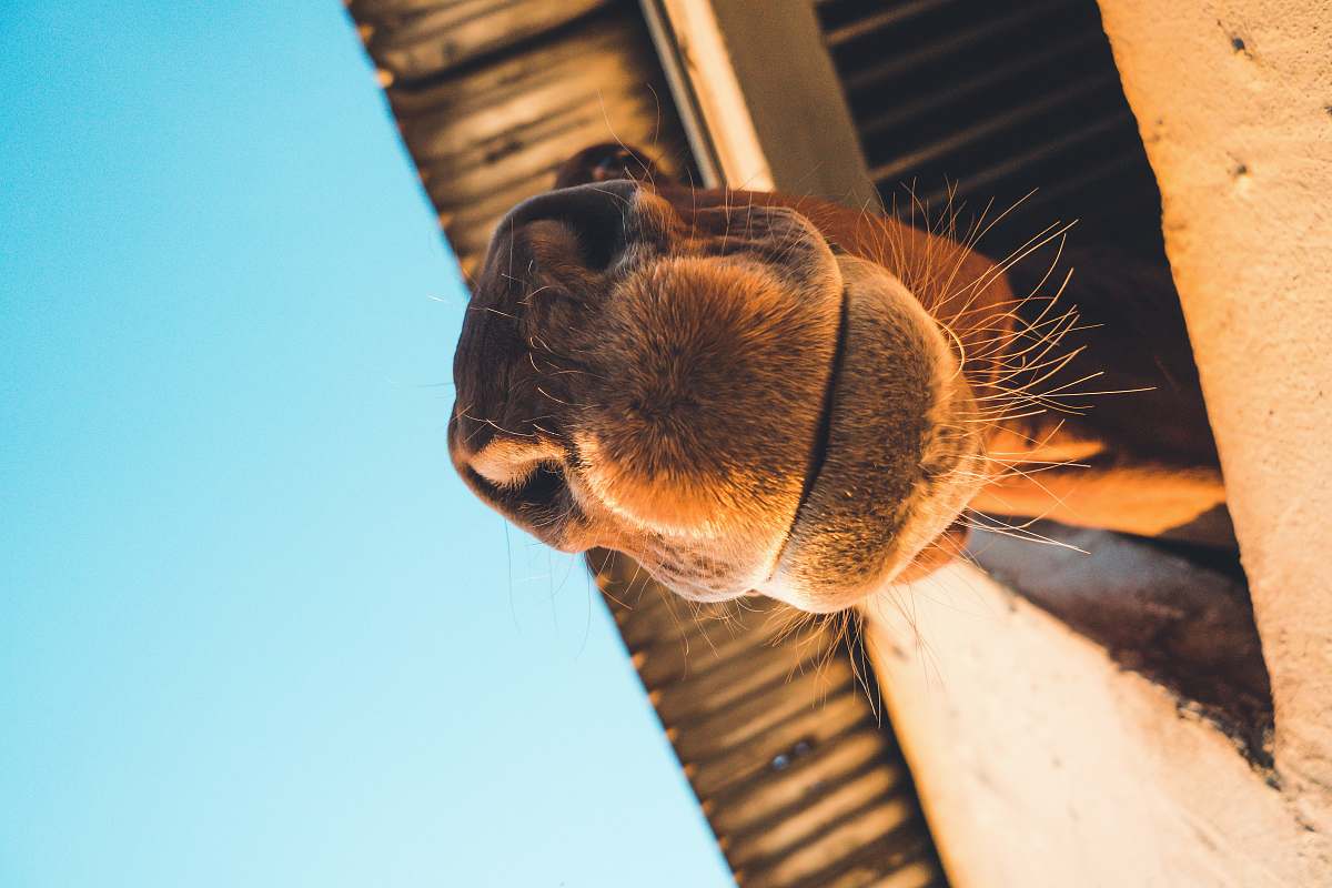 camel closeup photography of brown camel mammal