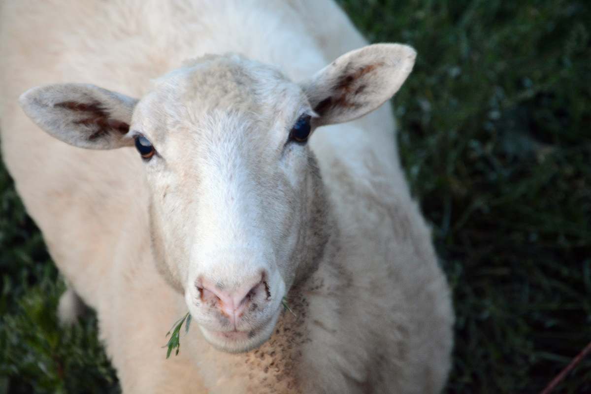 mammal white sheep eating grass goat