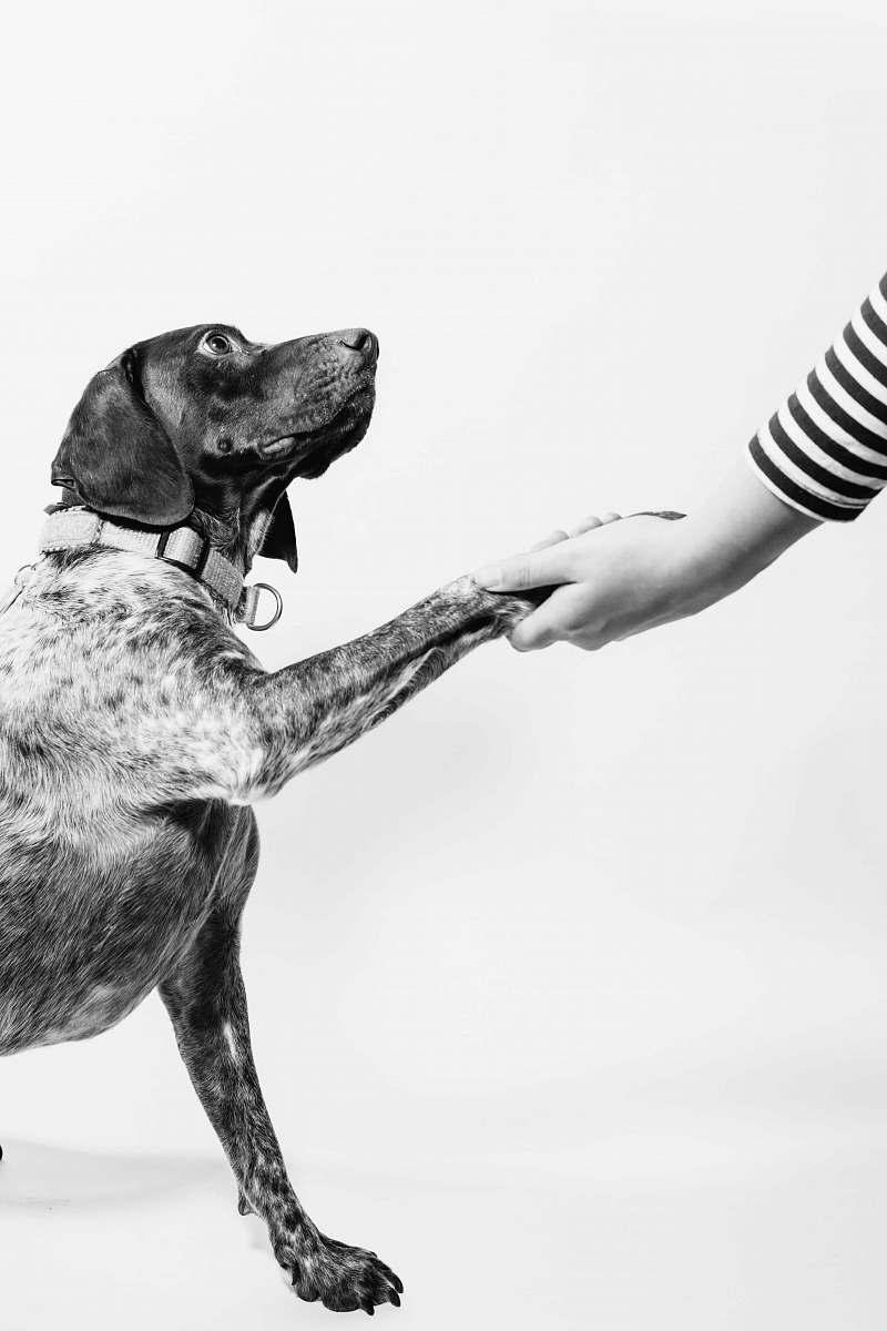 pet grayscale photo of person and dog holding hands dog