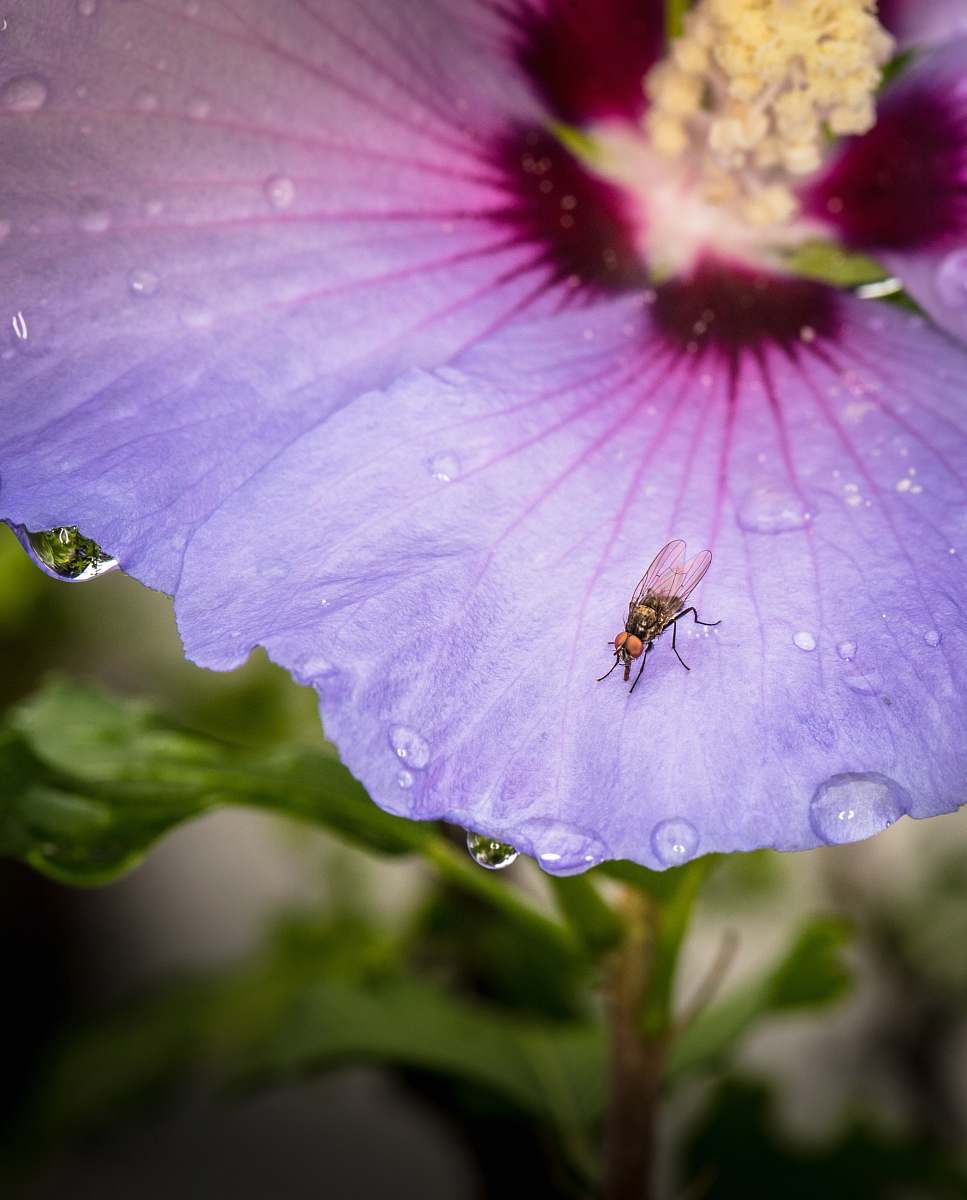 flower black fly on flower geranium