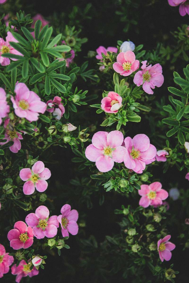 plant blooming pink petaled flowers geranium