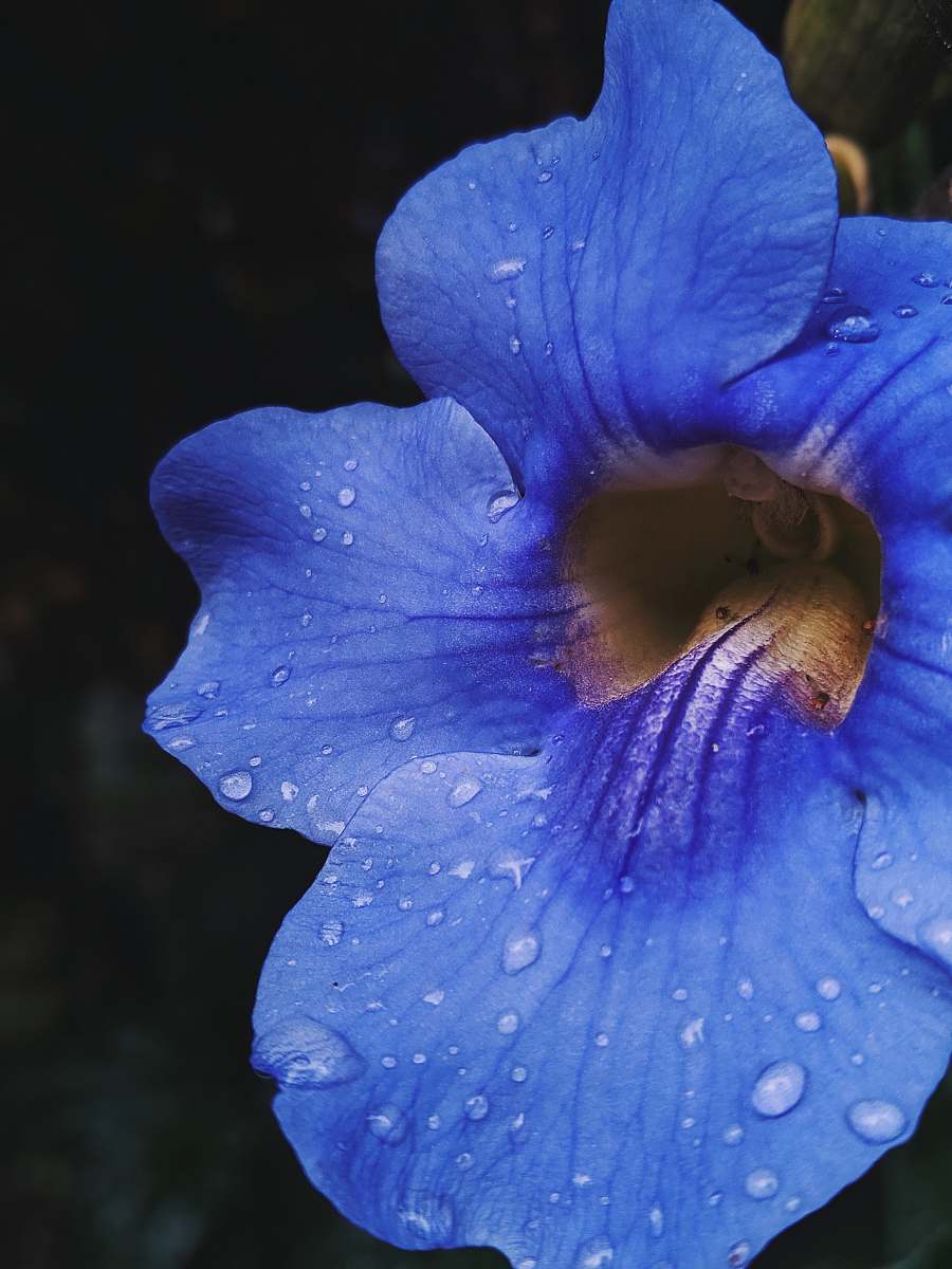 flower blue-petaled flower with dew plant