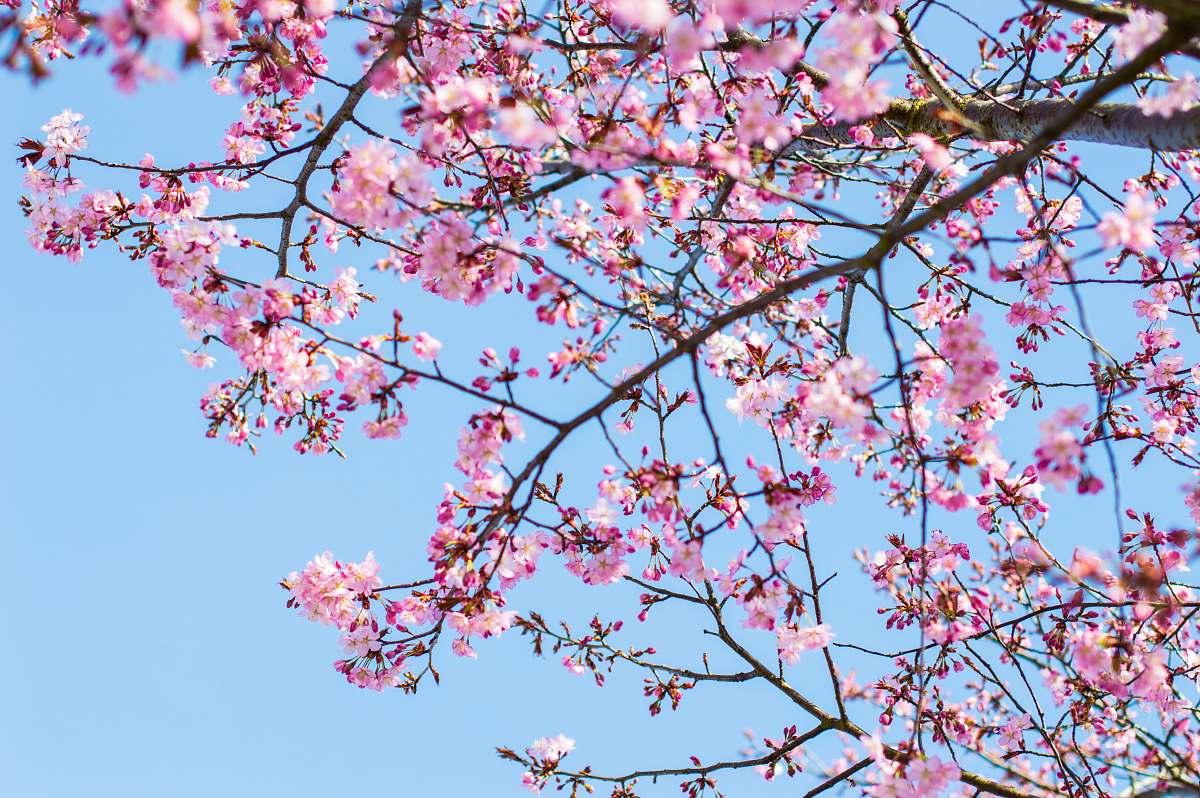 flower cherry blossom tree under clear blue sky plant