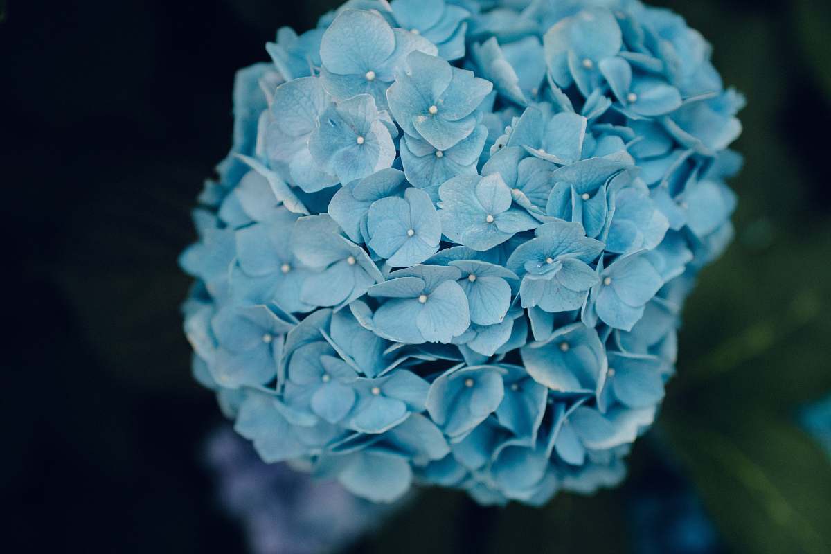 flower photo of teal flowers geranium