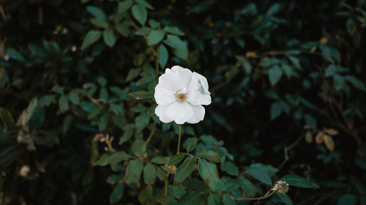 flower photo of white flowers geranium