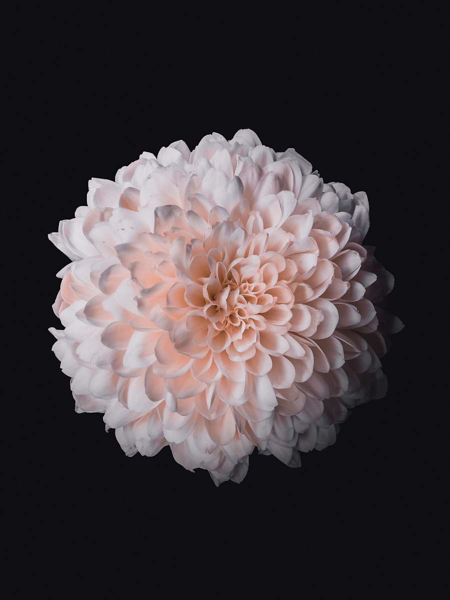 flower pink dahlia flower in bloom dahlia