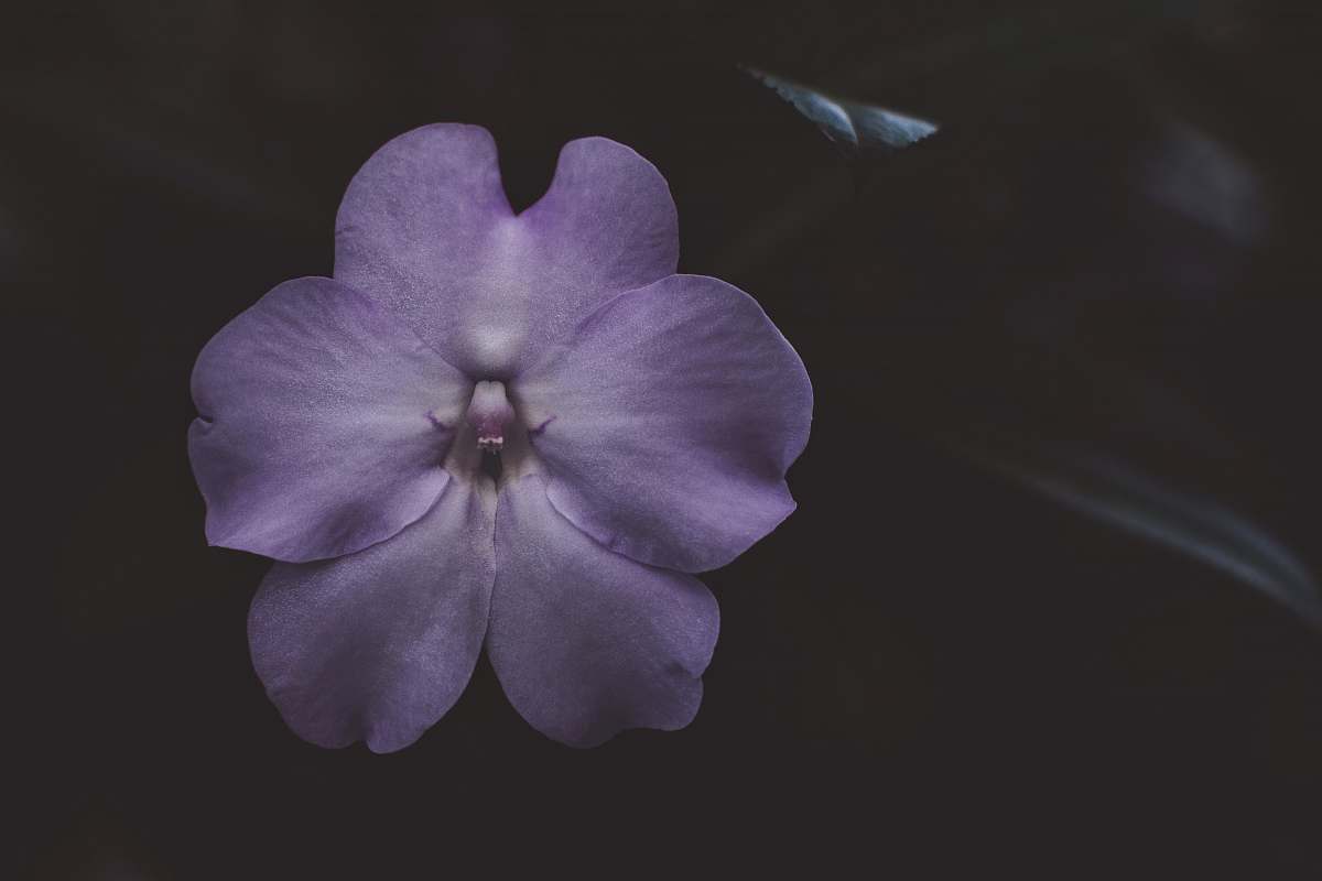 flower pink flower during nighttime plant