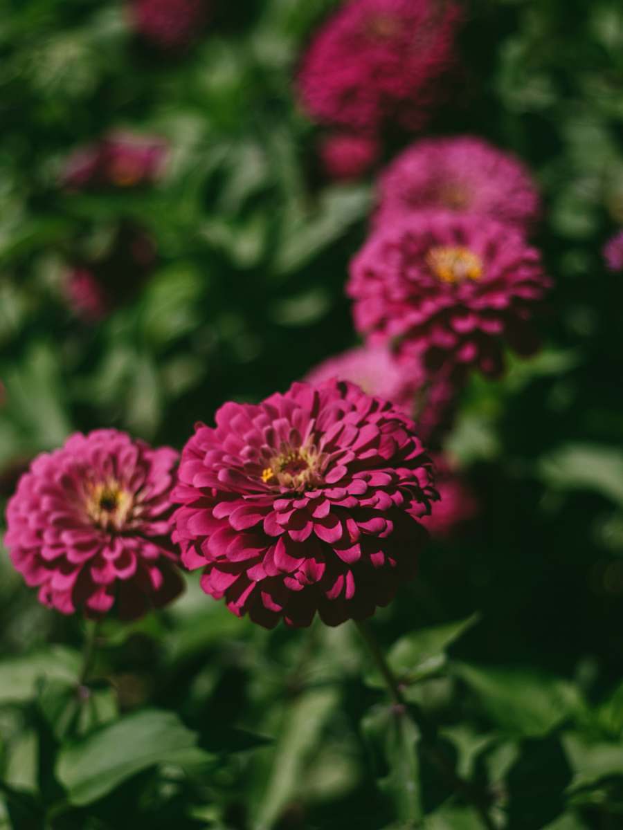 flower pink flowers with green leaves dahlia