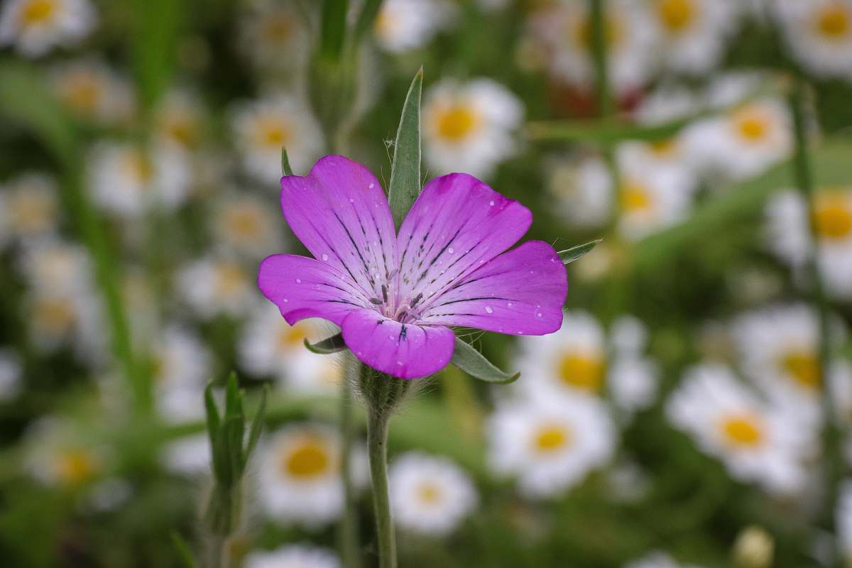 geranium pink petaled flower bloom selective focus photography plant