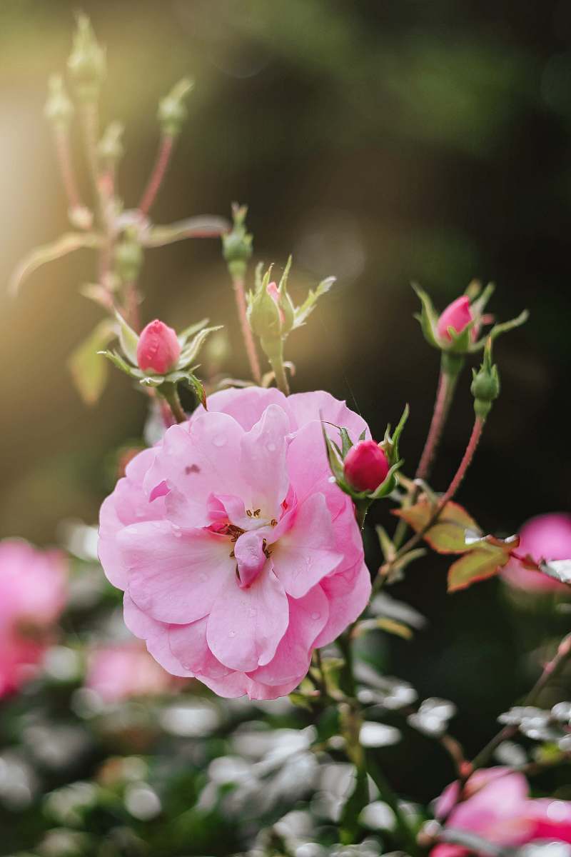 flower pink petaled flower geranium