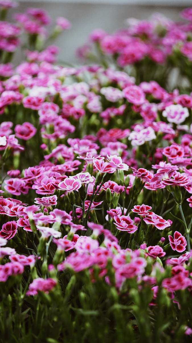 flower pink petaled flowers geranium