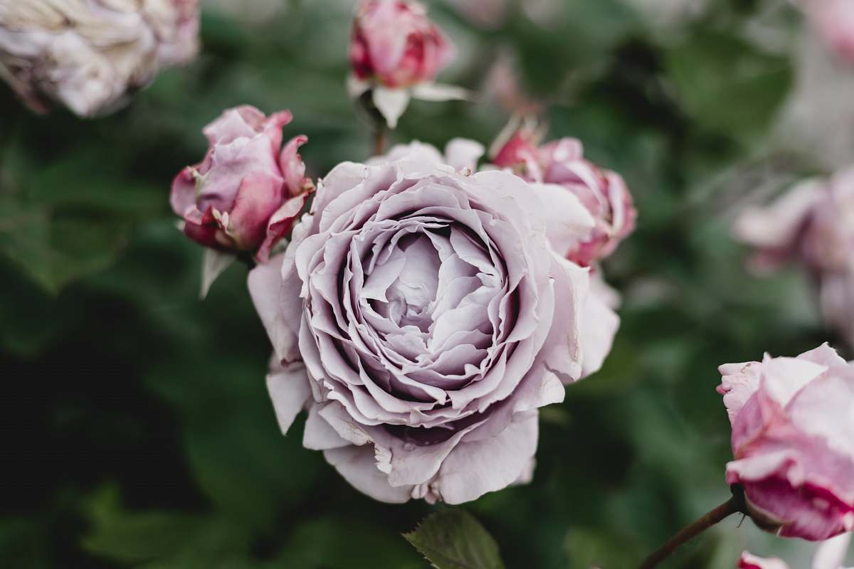 flower pink rose rose