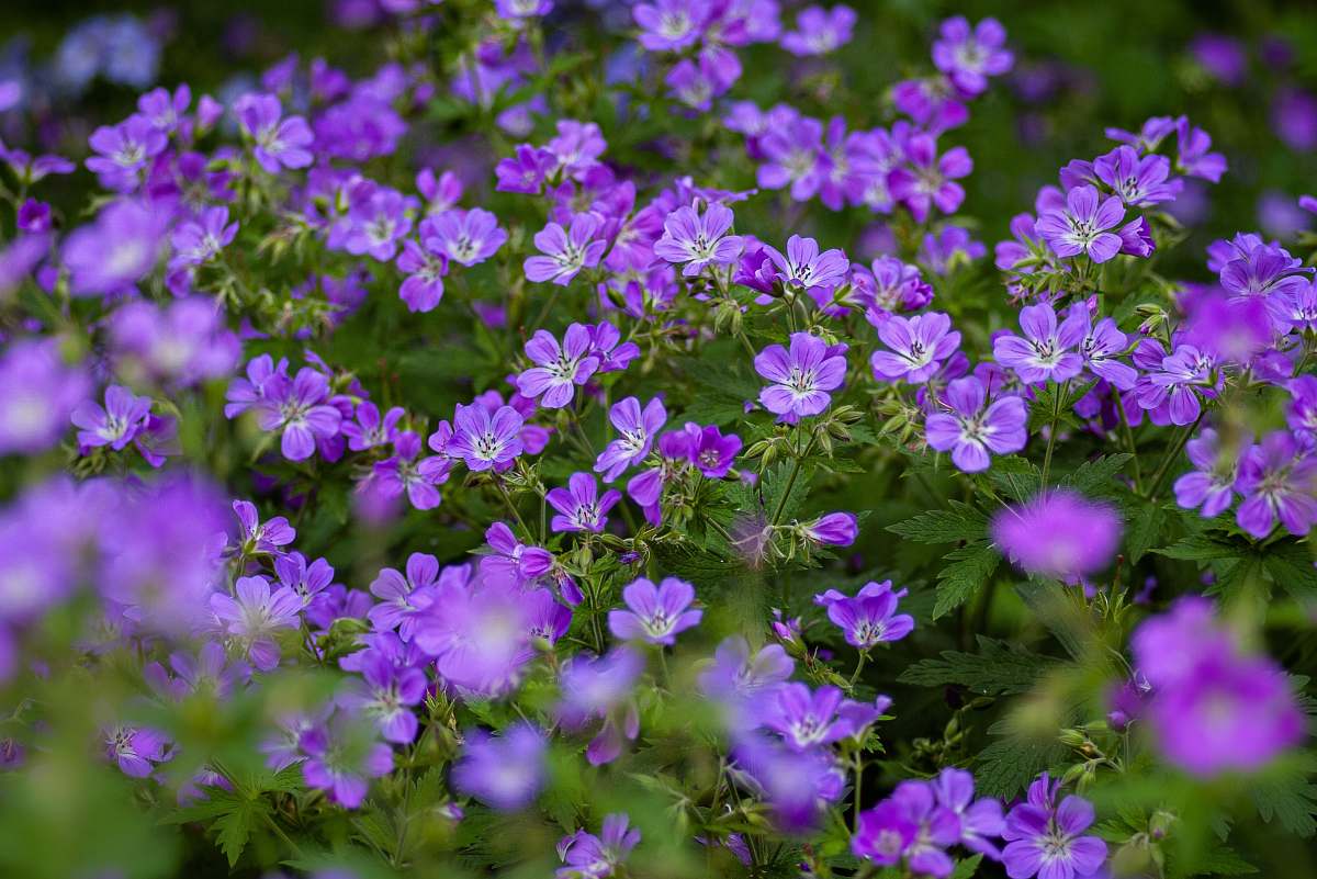 flower purple flowers plant