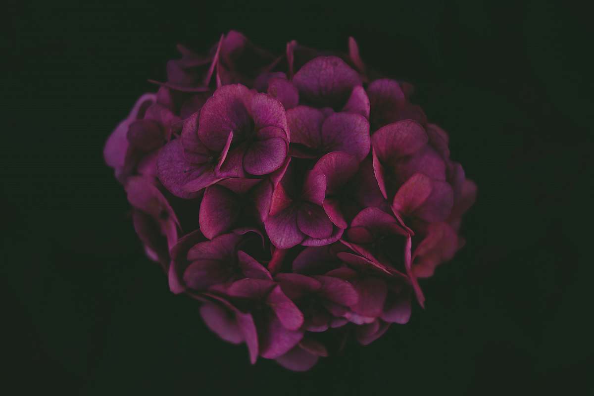 plant purple hydrangea wallpaper geranium