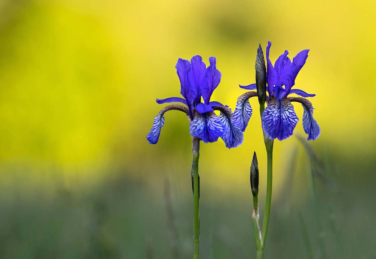 flower purple iris flowers iris