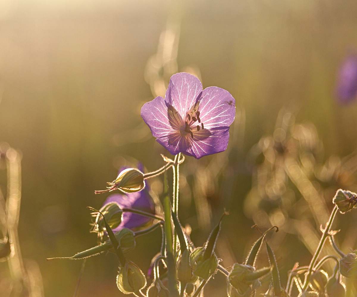 flower purple petaled flower geranium