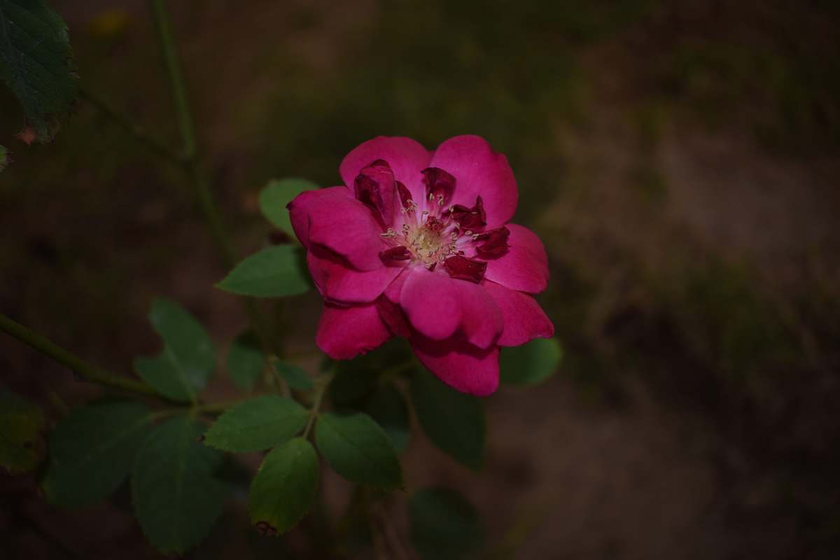 flower red rose flower geranium